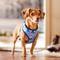 Show in main carousel: Frisco Reversible Holiday Polar Bears Dog Harness (Patent Pending), Blue, Small slide 6 of 10