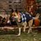 Show in main carousel: Frisco Reversible Medium Weight Boulder Plaid Dog & Cat Coat, Black/White, XX-Large slide 7 of 9