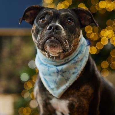 Show full view: Frisco Reversible Snowflake Cozy Knit Faux Fur Dog & Cat Pullover Bandana, 1 count, Medium/Large slide 6 of 9