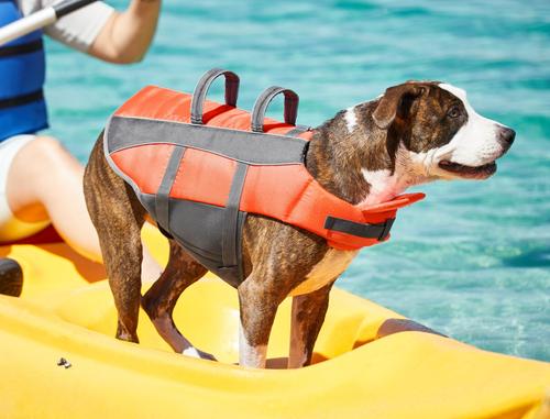 Show full view: Frisco Ripstop Dog Life Jacket, Orange, Large slide 8 of 12
