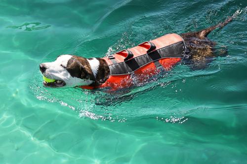 Show full view: Frisco Ripstop Dog Life Jacket, Orange, Large slide 9 of 12