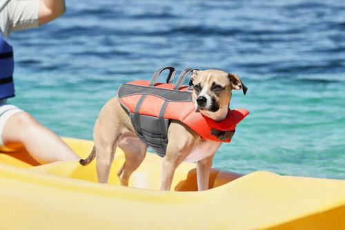 Show full view: Frisco Ripstop Dog Life Jacket, Orange, Medium slide 8 of 12