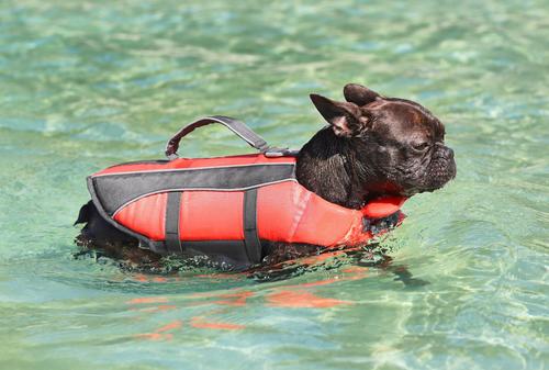 Show full view: Frisco Ripstop Dog Life Jacket, Orange, Small slide 9 of 12