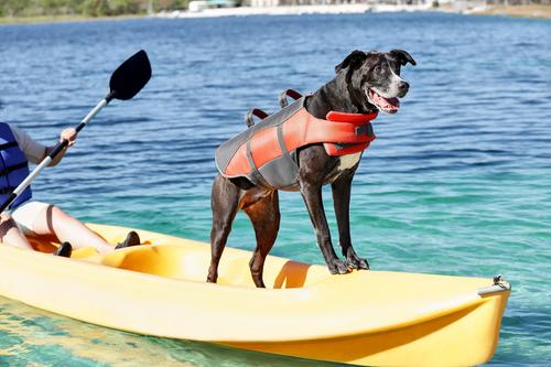 Show full view: Frisco Ripstop Dog Life Jacket, Orange, X-Large slide 8 of 12