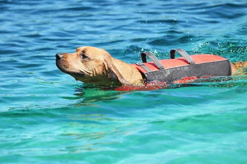 Show full view: Frisco Ripstop Dog Life Jacket, Orange, X-Large slide 9 of 12