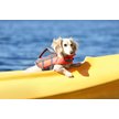 Show in main carousel: Frisco Ripstop Dog Life Jacket, Orange, X-Small slide 8 of 12