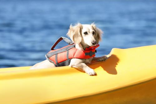 Show full view: Frisco Ripstop Dog Life Jacket, Orange, X-Small slide 8 of 12