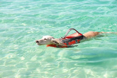 Show full view: Frisco Ripstop Dog Life Jacket, Orange, X-Small slide 9 of 12