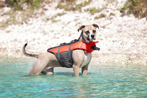 Show full view: Frisco Ripstop Life Jacket, Medium + Floating Fetch Ball No Squeak Dog Toy, Blue, Medium slide 5 of 8