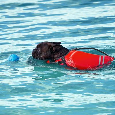 Show full view: Frisco Ripstop Life Jacket, Medium + Floating Fetch Ball No Squeak Dog Toy, Blue, Medium slide 8 of 8