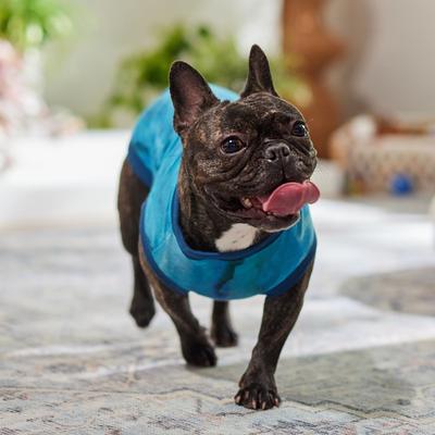 Show full view: Frisco River Watercolor Dog & Cat T-Shirt, Blue, Large slide 6 of 9