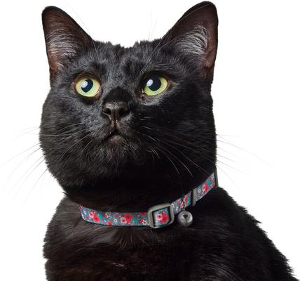 Show full view: Frisco Rose Polyester Breakaway Cat Collar with Bell, 8 to 12-in neck, 3/8-in wide slide 4 of 7