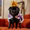 Show in main carousel: Frisco Royal King Dog & Cat Cape Costume, Medium/Large slide 6 of 9