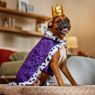 Show full view: Frisco Royal King Dog & Cat Cape Costume, X-Large/XX-Large slide 6 of 9
