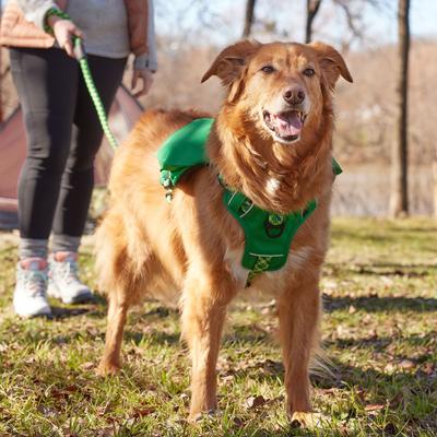 Show full view: Frisco Rugged Day Pack Harness with Reflective Straps, Green, Large slide 8 of 12