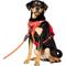 Show in main carousel: Frisco Rugged Day Pack Harness with Reflective Straps, Red, Large slide 1 of 10