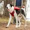 Show in main carousel: Frisco Rugged Day Pack Harness with Reflective Straps, Red, Large slide 7 of 10