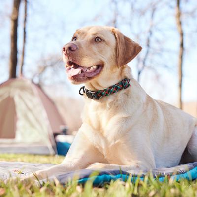 Show full view: Frisco Rugged Reflective Rope Dog Collar, Black, 18 to 20-in neck, 3/4-in wide slide 7 of 11