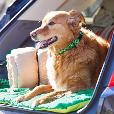 Show full view: Frisco Rugged Reflective Rope Dog Collar, Green, 18 to 20-in neck, 3/4-in wide slide 7 of 11