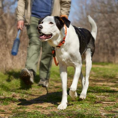 Show full view: Frisco Rugged Reflective Rope Dog Collar, Red, 18 to 20-in neck, 3/4-in wide slide 8 of 12