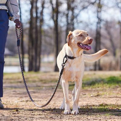 Show full view: Frisco Rugged Reflective Rope Dog Leash, Black, Length: 6-ft, Width: 5/8-in slide 6 of 10