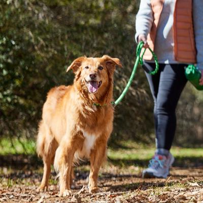 Show full view: Frisco Rugged Reflective Rope Dog Leash, Green, Length: 6-ft, Width: 5/8-in slide 6 of 10