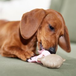 Frisco Salmon Flavored Interlocking Fish Nylon & TPR Dental Teether Chew Puppy Toy for Moderate Chewers, Small slide 2 of 8