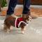 Show in main carousel: Frisco Santa Dog Harness, XS slide 4 of 5