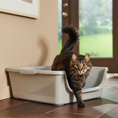 Litter Box For Cats With Arthritis (Free Shipping) | Chewy