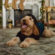 Show in main carousel: Frisco Sequin Sherpa Dog & Cat Hoodie, Black, XX-Large slide 7 of 10