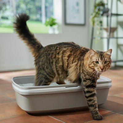Frisco Frisco Sifting Cat Litter Box, Large, 22-in