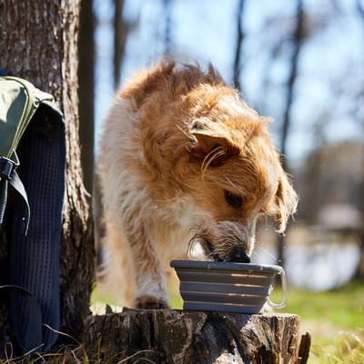 Show full view: Frisco Silicone Collapsible Travel Bowl with Carabiner, Gray, Medium: 3 cup slide 5 of 8
