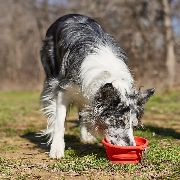 Show full view: Frisco Silicone Collapsible Travel Bowl with Carabiner, Red, Medium: 3 cup slide 5 of 8