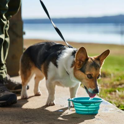 Show full view: Frisco Silicone Collapsible Travel Bowl with Carabiner, Teal, Medium: 3 cup slide 5 of 8