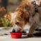 Show in main carousel: Frisco Silicone Pet Travel Bowl, Red, Small: 1.5 cup slide 3 of 8