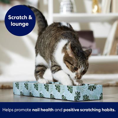 Show full view: Frisco Single-Wide Cat Scratcher Toy with Catnip, 2 count, Tropical Paradise slide 3 of 6