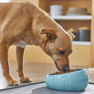 Show full view: Frisco Slanted Ceramic Dog Bowl, Blue, Medium: 4 cup slide 4 of 7