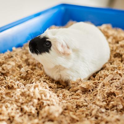 Show full view: Frisco Small Animal Bedding, Natural, 2 pack, 72-L Total slide 5 of 7