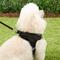 Show in main carousel: Frisco Small Breed Soft Vest Step In Back Clip Dog Harness, Black, 18 to 21-in chest slide 7 of 9
