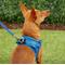 Show in main carousel: Frisco Small Breed Soft Vest Step In Back Clip Dog Harness, Blue, 12 to 15-in chest slide 6 of 8