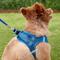 Show in main carousel: Frisco Small Breed Soft Vest Step In Back Clip Dog Harness, Blue, 15 to 18-in chest slide 6 of 8
