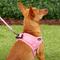Show in main carousel: Frisco Small Breed Soft Vest Step In Back Clip Dog Harness, Pink, 12 to 15-in chest slide 6 of 8