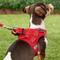Show in main carousel: Frisco Small Breed Soft Vest Step In Back Clip Dog Harness, Red, 11 to 13-in chest slide 6 of 8