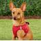 Show in main carousel: Frisco Small Breed Soft Vest Step In Back Clip Dog Harness, Red, 12 to 15-in chest slide 2 of 8