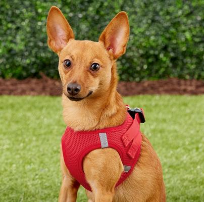 Show full view: Frisco Small Breed Soft Vest Step In Back Clip Dog Harness, Red, 12 to 15-in chest slide 2 of 8