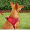 Show in main carousel: Frisco Small Breed Soft Vest Step In Back Clip Dog Harness, Red, 12 to 15-in chest slide 6 of 8