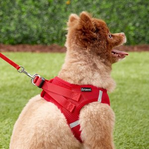 Frisco Small Breed Soft Vest Step In Back Clip Dog Harness, Red, 15 to 18-in chest