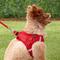 Show in main carousel: Frisco Small Breed Soft Vest Step In Back Clip Dog Harness, Red, 15 to 18-in chest slide 6 of 8