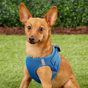 Frisco Small Breed Soft Vest Step In Personalized Back Clip Dog Harness, Blue, 12 to 15-in chest