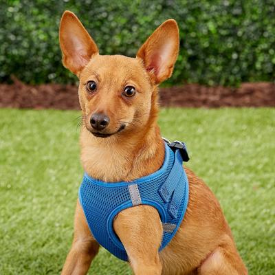 Show full view: Frisco Small Breed Soft Vest Step In Personalized Back Clip Dog Harness, Blue, 15 to 18-in chest slide 7 of 9